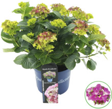 Hortensia i kruka