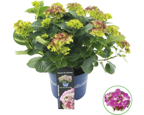 Hortensia i kruka