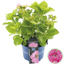 Hortensia i kruka