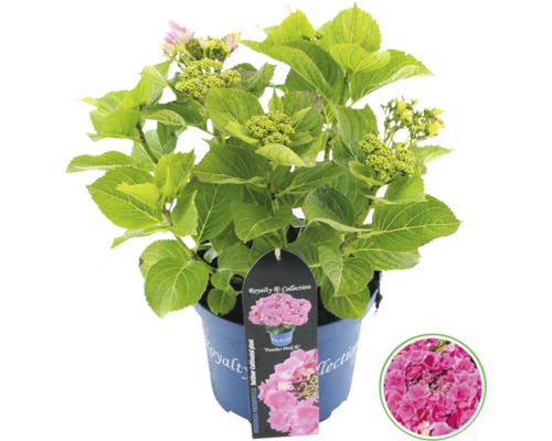 Hortensia i kruka