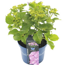Hortensia i kruka, utomhusodlad växt