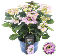 Hortensia i kruka med rosa blommor och gröna blad.