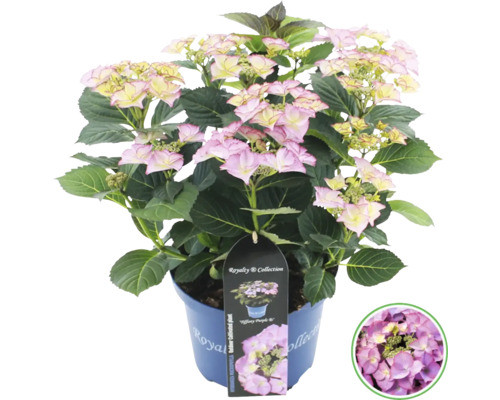 Hortensia i kruka med rosa blommor och gröna blad.