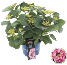 Hortensia i kruka med växtetikett och exempelblomma