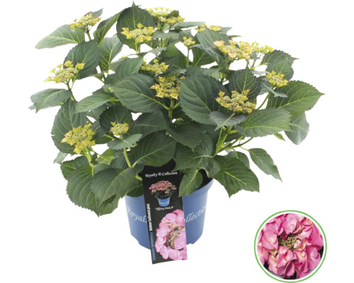 Hortensia i kruka med växtetikett och exempelblomma