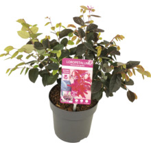 Loropetalum chinense i kruka