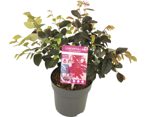 Loropetalum chinense i kruka