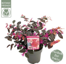 Loropetalum chinense i kruka med sigillen ''Botanic Friends'' och ''Perfekt för uteplatsen''