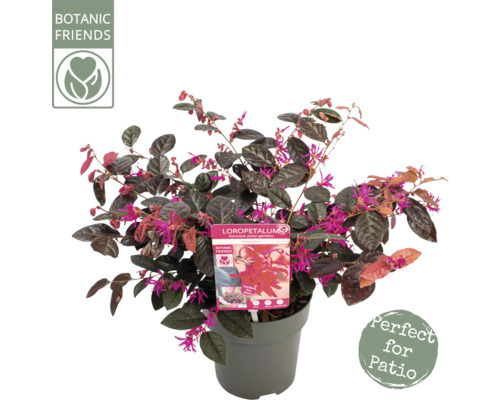 Loropetalum chinense i kruka med sigillen ''Botanic Friends'' och ''Perfekt för uteplatsen''