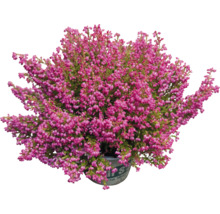Höstäther i kruka med rosa blommor