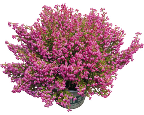 Höstäther i kruka med rosa blommor