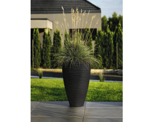 Dekorativ växt i en ribbad planteringslåda utomhus.