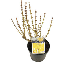 Forsythia i kruka, redo att planteras