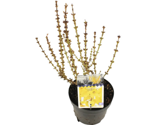 Forsythia i kruka, redo att planteras