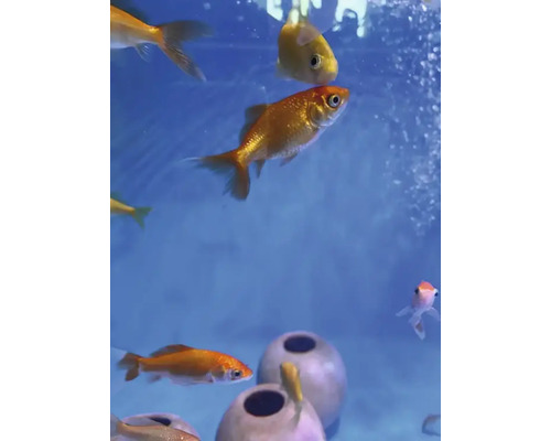 Guldfiskar i ett akvarium med dekoration