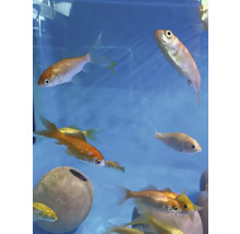 Grupp av fiskar i akvarium