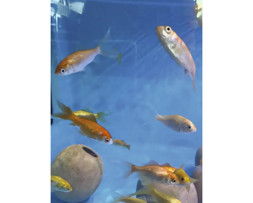 Grupp av fiskar i akvarium