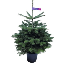 Nordmannsgran i kruka