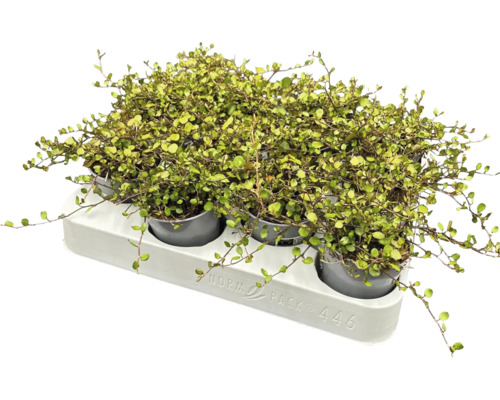 Muehlenbeckia krukväxt i kruka