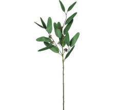 Eukalyptusgren med blad och knoppar