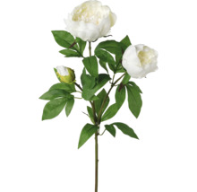 Dekorativ pion med blommor och gröna blad