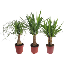 Tre krukväxter i krukor: Elefantfot och Yucca