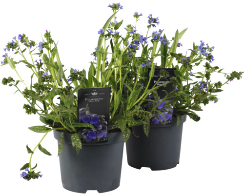 Fläcklungört FLORASELF Pulmonaria 'Miss Elly' Co 3L
