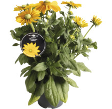 Solhatt ''Ophelia'' i kruka med gula blommor.