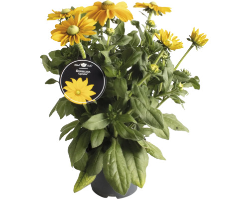 Solhatt ''Ophelia'' i kruka med gula blommor.