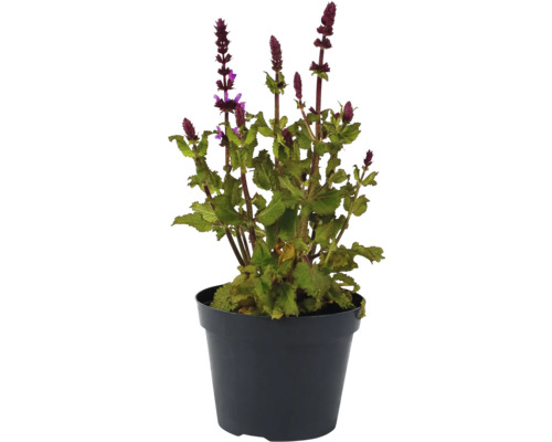 Stäppsalvia FLORASELF Salvia nemorosa Marvel Pink Co 1L