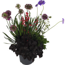 Blomsterarrangemang i kruka med allium, alunrot och andra blommor