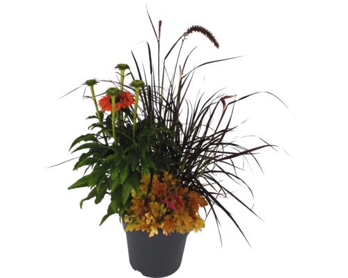 Blomsterarrangemang i kruka med zinnia och prydnadsgräs