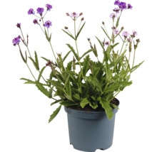 Verbena i kruka