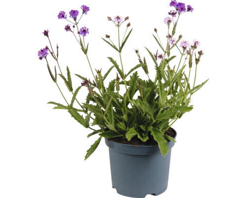 Verbena i kruka
