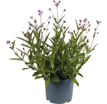 Verbena växt i kruka med lila blommor