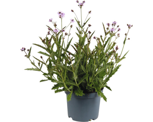 Verbena växt i kruka med lila blommor