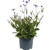 Styv Verbena i en kruka