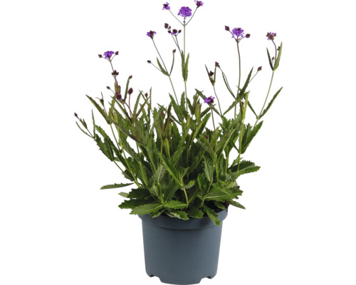 Styv Verbena i en kruka