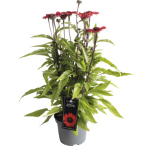 Solhatt ''Sunseeker Red'' i kruka