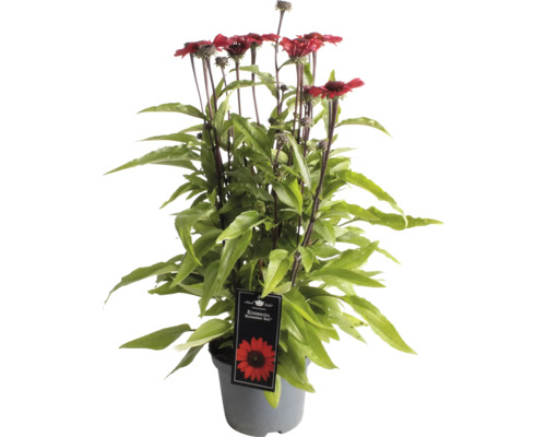Solhatt ''Sunseeker Red'' i kruka