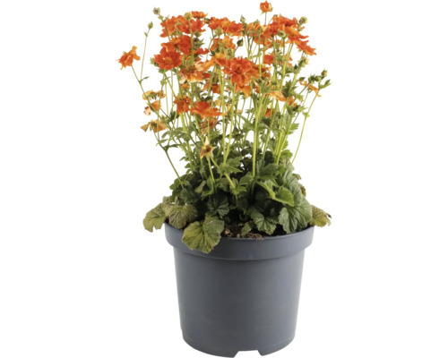 Nejlikerot FLORASELF Geum coccineum 'Tempo Orange' Co 1L