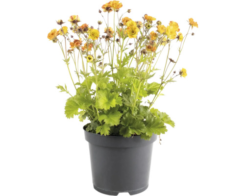 Nejlikrot FLORASELF Geum coccineum 'Tempo Yellow' Co 1L