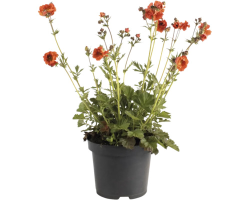 Nejlikrot FLORASELF Geum 'Scarlet Tempest' Co 3L