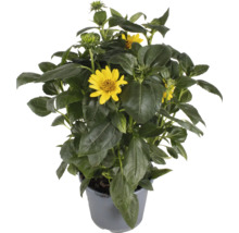 Gul rudbeckia i en kruka