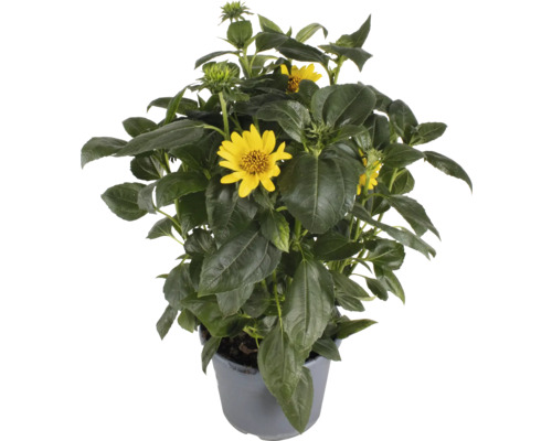 Dvärgsolros FLORASELF Helianthus Brown Eyed Girl Co 3L