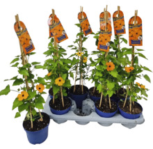 Svartöga FLORASELF Thunbergia alata totalhöjd ca 40cm krukstorlek Ø12/13cm