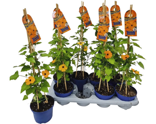 Svartöga FLORASELF Thunbergia alata totalhöjd ca 40cm krukstorlek Ø12/13cm