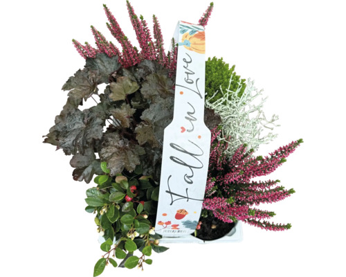 Höstväxtkombination med ljung, alunrot och andra växter i en kruka