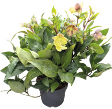 Julros i kruka med blad och blommor