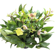 Helleborusväxt med gröna blad och ljusa blommor